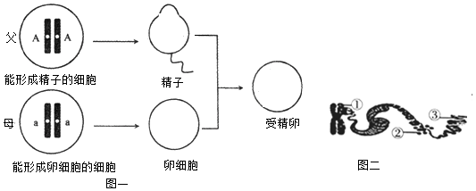 呼吸是动物重要的生理特征,不同的动物呼吸的结构和器官差异很大,但其