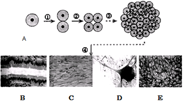 利用显微镜观察细胞得到甲.乙两个视野如图所