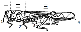 (3)蝗虫共有三对足,其中适于跳跃的是发达的[3]后足.共有两对翅.