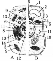 表示同一种细胞器).(1)AB图是在电子显微镜下