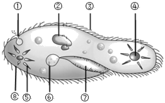 如图是草履虫的结构图,请据图回答