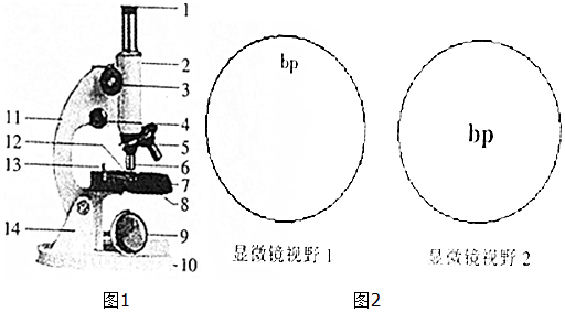 2.光学显微镜是中学生物实验室里常用的重要仪