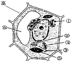 高中生物 题目详情 如图为某植物细胞的亚显微结构模式图,请据图回答