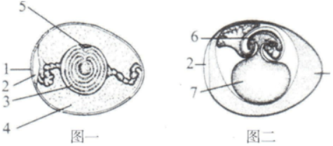 如图是鸡的受精卵及胚胎发育的结构示意图,请回答下列问题