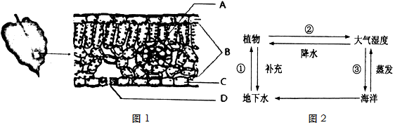 下表皮 d.叶肉