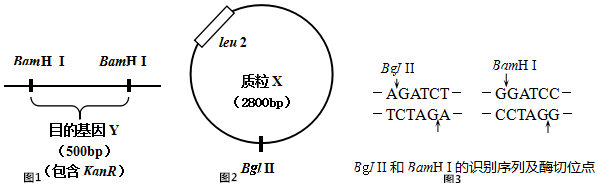 (1)根据图3分别写出bgⅠⅡ与bamhⅠ酶切后形成的末端序列