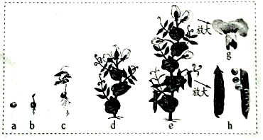 倍受人们关注,下面是豌豆从萌发到结实的发育过程示意图,请分析回答