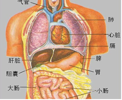 胸腔,内有心脏,肺等器官;腹腔中有胃,小肠,大肠,肝脏和胆囊等器官.