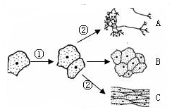 17.李明用显微镜观察下列细胞.其中具有细胞核