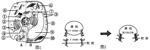 如图1是动植物细胞亚显微结构模式图,请据图分析