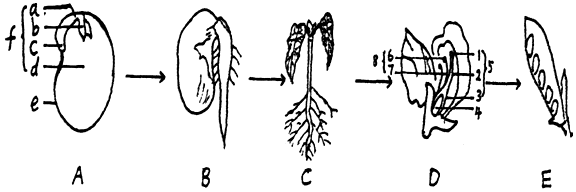 如图分别是菜豆的种子,幼苗,花,果实示意图,请据图回答