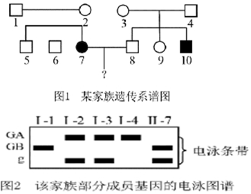 (1)图1是某蚕豆病患者家族的遗传系谱图,据图1初步判断此病遗传方式
