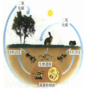 如图是生物圈的物质循环示意图.请据图回答问题(1)图.