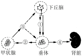 以下利用光学显微镜观察到的现象.具有科学性