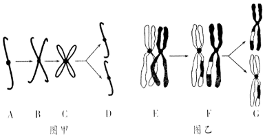 乙图是该生物细胞在分裂过程中一条染色体上dna染色体交叉互换染色体