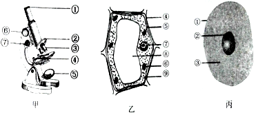 如图分别为显微镜构造和细胞结构示意图.请据