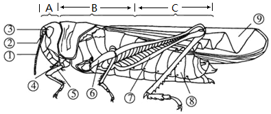 (4)蝗虫共有三对足,其中善于跳跃的是发达的后足.