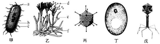 (1)图中5种微生物营异养生活.其中甲,乙,丁有细胞结构(填序号)