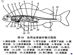 6下列有关软骨鱼循环系统的描述中错误的是