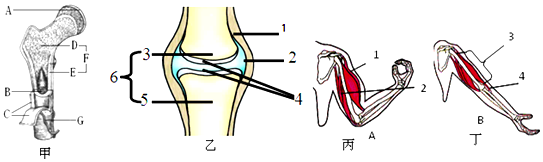 如图是骨,关节和骨骼肌结构示意图,请据图回答问题