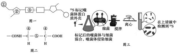 如图是赫尔希和蔡斯研究遗传物质实验中的物质结构模式图及实验过程图