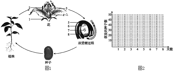 图1是被子植物繁殖过程的示意图,请根据所学的知识回答相关问题