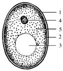 39.下面是酵母菌结构示意图,请在横线上填写各序号所代表的结构名称.