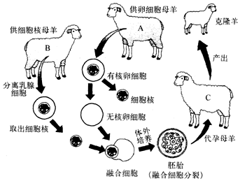 a羊 b. b羊 c. c羊 d. 哪个都不像