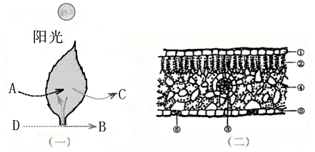 树叶的外形图abcd分别代表进出叶片的物质图二是叶片结构示意图请据图