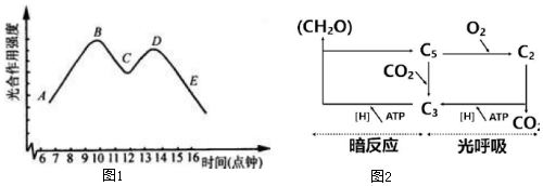 (3)气孔关闭会阻止o 2溢出叶片,高氧浓度下产生图2光呼 舷窒 .