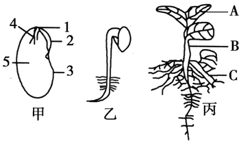 15.根据大豆种子结构图及萌发过程回答相关问题