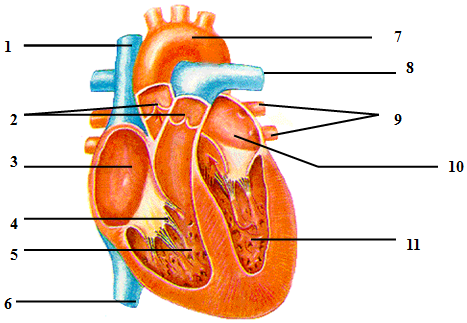 2.如图是心脏结构解剖示意图,根据图回答
