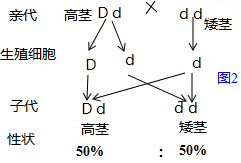 用高茎豌豆和矮茎豌豆进行杂交的遗传图解如图1,图2:分析生物体的某些