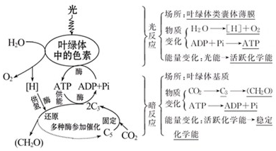 高中生物 题目详情  解答 解:(1)光合作用的暗反应中,c 3植物co 2固定