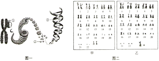 13如图一是染色体和dna的关系示意图图二是经过整理后的男女体细胞