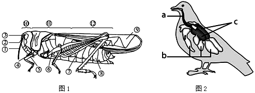 1蝗虫是常见的昆虫它的身体分为三部分其中⑨翅是它的飞行器官它有3对
