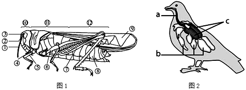 请观察蝗虫的外部形态图.家鸽体内部分结构分布示意图