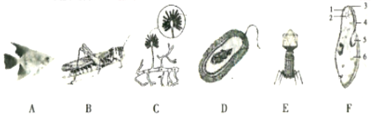 如图为几种生物的结构示意图,请据图回答