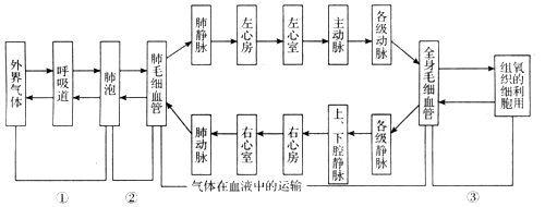 10.如图是人体血液循环和呼吸全过程示意图,请根据图回答以下问题