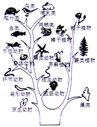 详情 "进化树"又称"系统树",简明地表示了生物的进化历程和亲缘关系