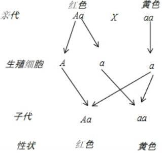 解答 解:将红色番茄(aa)的花粉授到黄色番茄(aa)的柱头上,其遗传过程