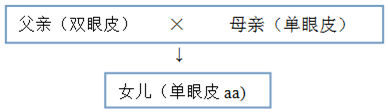 人类的双眼皮是由基因a控制,单眼皮由基因a控制,请根据下列简单遗传