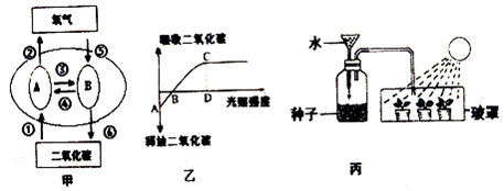 21瓶内萌发的种子呼吸作用产生的二氧化碳供绿色植物进