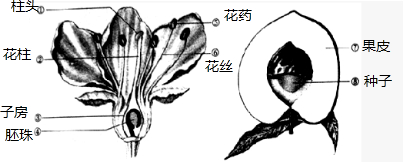 (2)花蕊; (3)雄蕊;雌蕊; (4)传粉;自花;异花;受精; (5)④