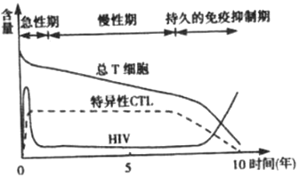 15.如图表示艾滋病感染者体内总T细胞.细胞毒