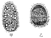 如图是用显微镜观察蛔虫卵装片看到的部分蛔虫
