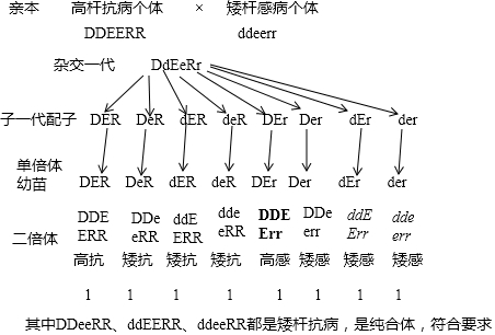 如果采用单倍体育种的方法培育抗病矮茎个体,请用遗传图解表示其过程