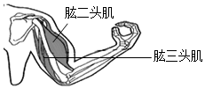 肱二头肌收缩和肱三头肌舒张 b. 肱二头肌和