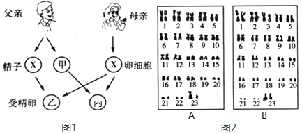 18.下列针对绿色开花植物体结构层次的描述中,不正确的是( )