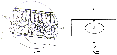图一所示是显微镜下菠菜叶横切面示意图,图二是植物细胞内进行生命